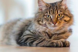 Що таке L-лізин і як він може допомогти вашій кішці?
